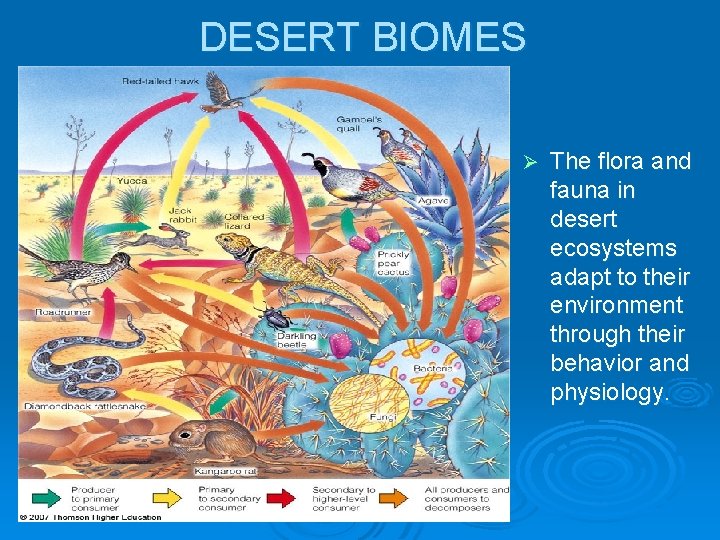 DESERT BIOMES Ø The flora and fauna in desert ecosystems adapt to their environment