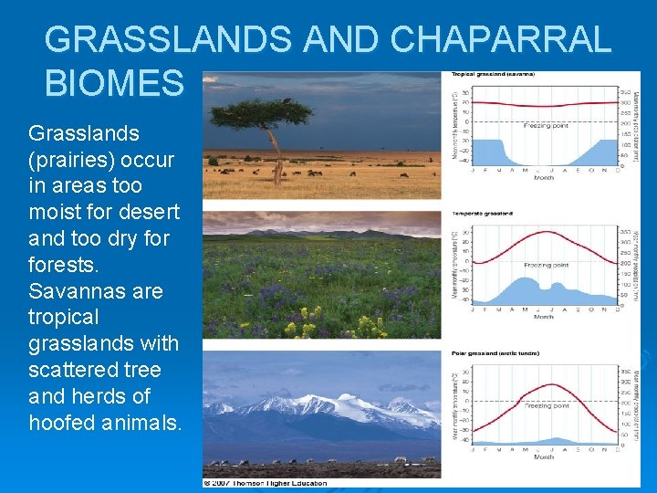 GRASSLANDS AND CHAPARRAL BIOMES Grasslands (prairies) occur in areas too moist for desert and