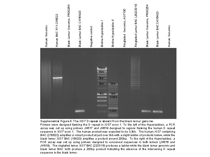 Human Genomic Black Lemur BACCH 16 H 20 Black Lemur Genomic, PR 00254 Ringtailed