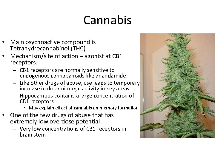 Cannabis • Main psychoactive compound is Tetrahydrocannabinol (THC) • Mechanism/site of action – agonist