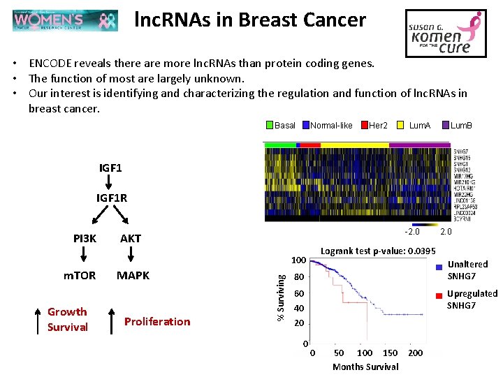 lnc. RNAs in Breast Cancer • ENCODE reveals there are more lnc. RNAs than