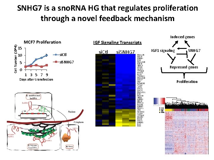 Cell Number (10^4) SNHG 7 is a sno. RNA HG that regulates proliferation through
