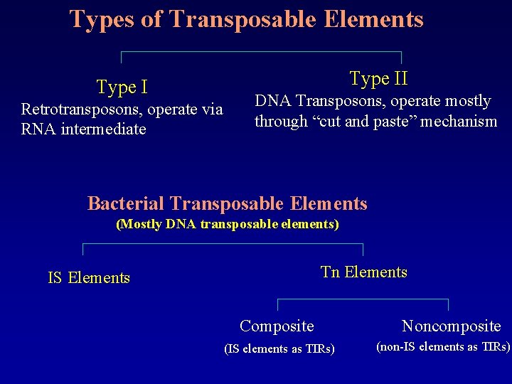 Types of Transposable Elements Type II Type I Retrotransposons, operate via RNA intermediate DNA