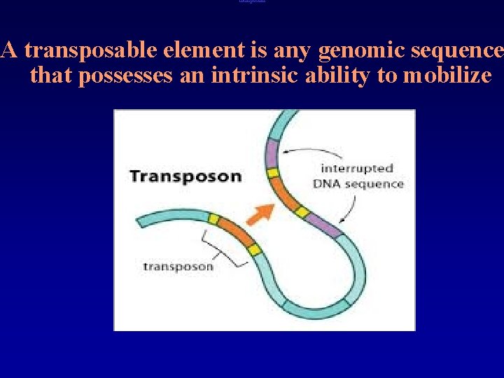 Transposons A transposable element is any genomic sequence that possesses an intrinsic ability to