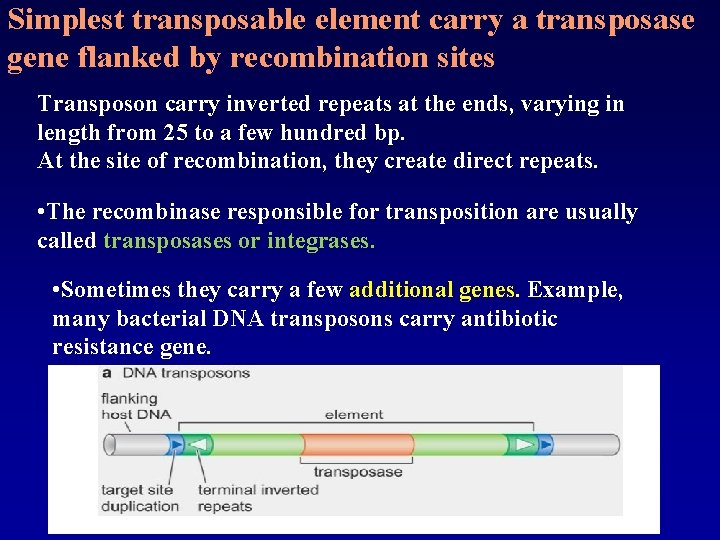 Simplest transposable element carry a transposase gene flanked by recombination sites Transposon carry inverted