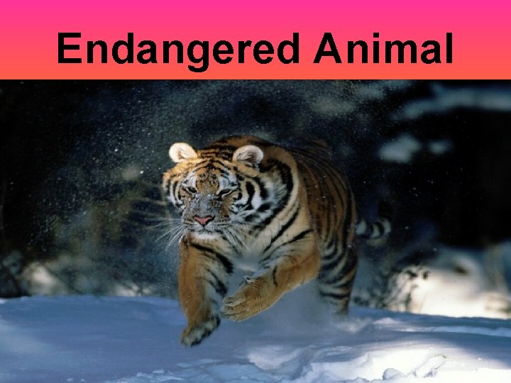 Endangered Animal 