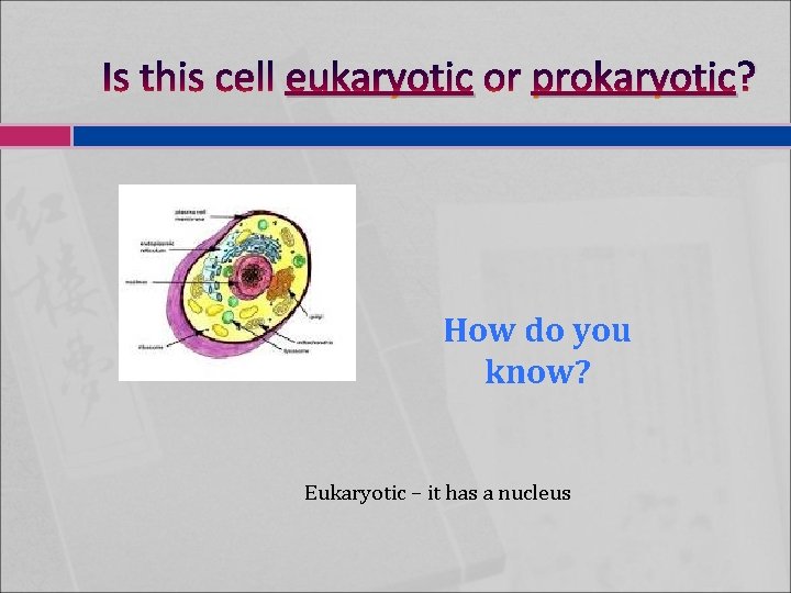 Is this cell eukaryotic or prokaryotic? How do you know? Eukaryotic – it has