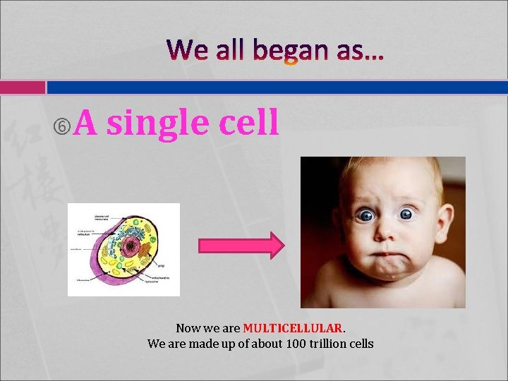 We all began as… A single cell Now we are MULTICELLULAR. We are made