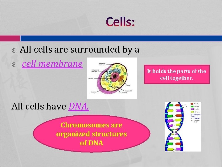 Cells: All cells are surrounded by a cell membrane All cells have DNA. Chromosomes