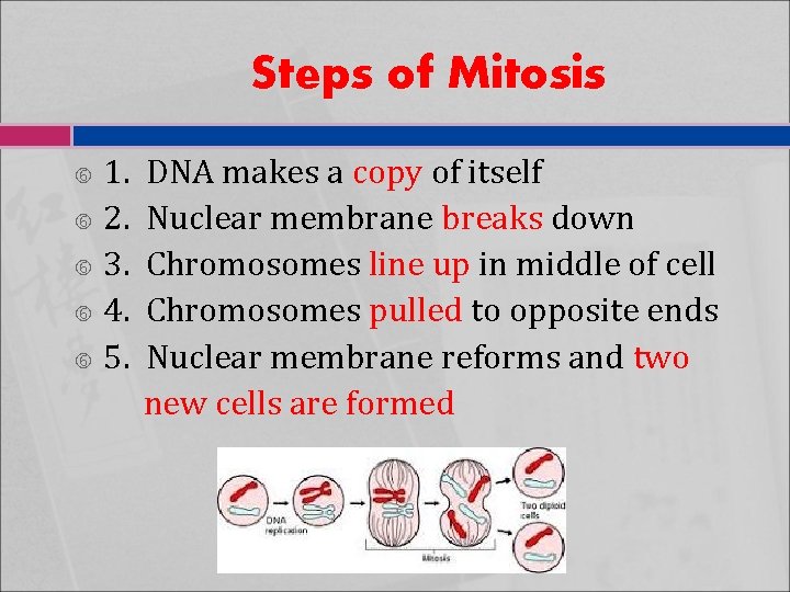 Steps of Mitosis 1. 2. 3. 4. 5. DNA makes a copy of itself