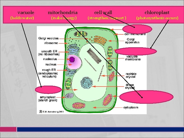 vacuole mitochondria (holds water) (make energy) cell wall (strengthen/support ) chloroplast (photosynthesis occurs) 