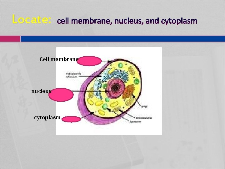 Locate: cell membrane, nucleus, and cytoplasm Cell membrane nucleus cytoplasm 