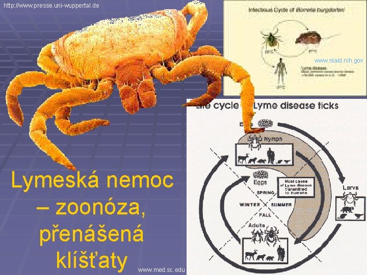 http: //www. presse. uni-wuppertal. de www. niaid. nih. gov Lymeská nemoc – zoonóza, přenášená