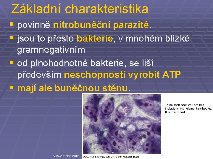 Základní charakteristika § povinně nitrobuněční parazité. § jsou to přesto bakterie, v mnohém blízké