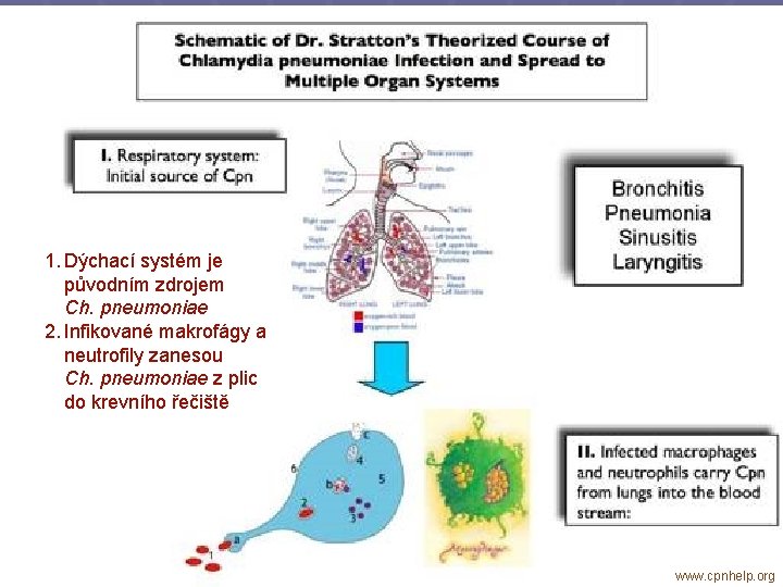 1. Dýchací systém je původním zdrojem Ch. pneumoniae 2. Infikované makrofágy a neutrofily zanesou