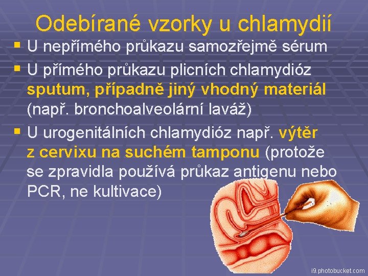 Odebírané vzorky u chlamydií § U nepřímého průkazu samozřejmě sérum § U přímého průkazu