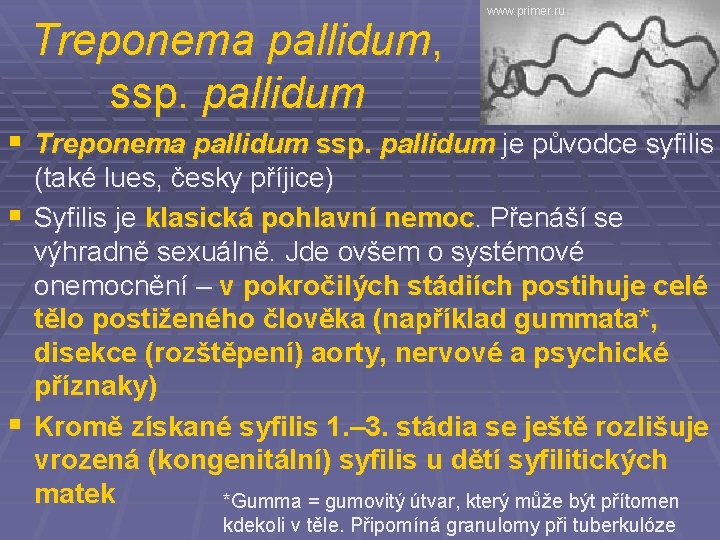 Treponema pallidum, ssp. pallidum www. primer. ru § Treponema pallidum ssp. pallidum je původce