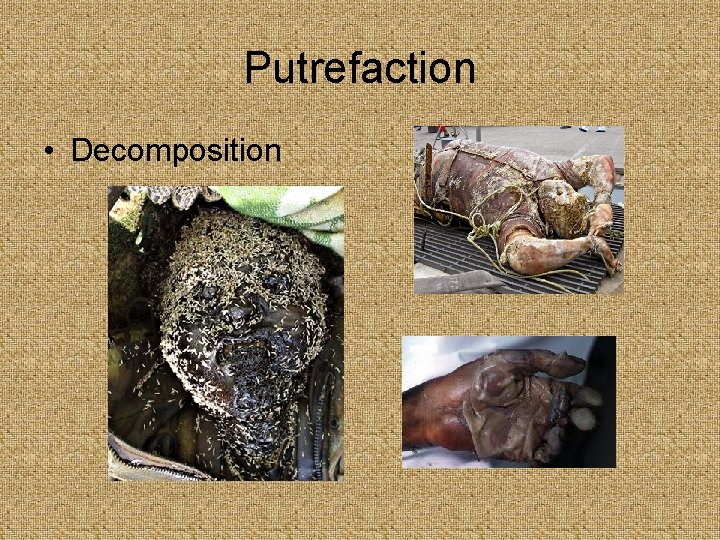 Putrefaction • Decomposition 