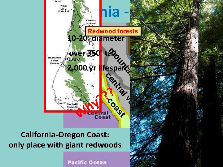 California - coast Redwood forests 10 -20’ diameter ra y er lle n. Ssi