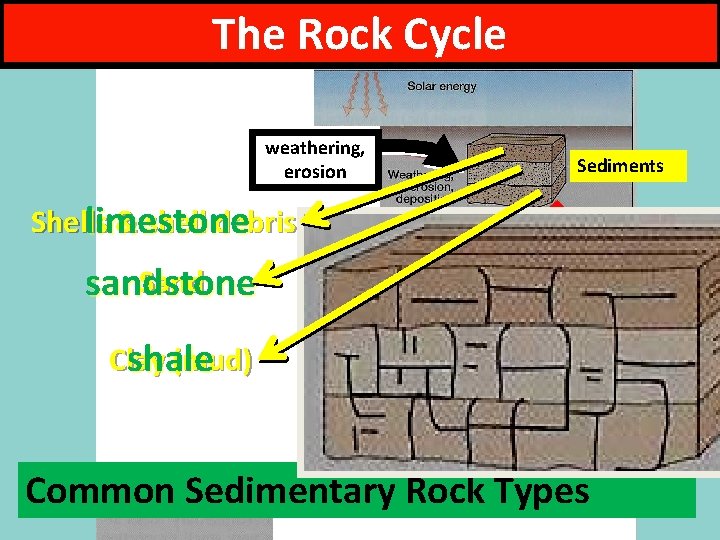 The Rock Cycle weathering, erosion Sediments Shells & shell debris limestone Burial: heat pressure