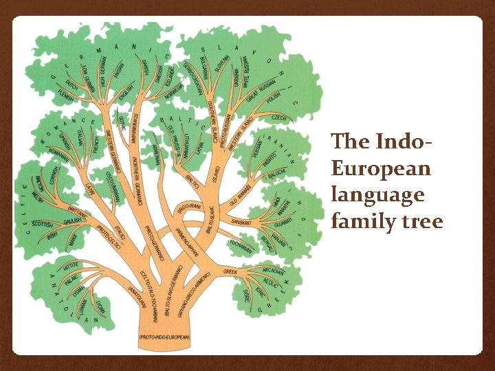 The Indo. European language family tree 