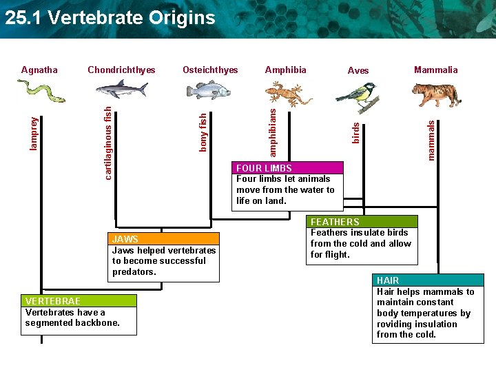 25. 1 Vertebrate Origins JAWS Jaws helped vertebrates to become successful predators. VERTEBRAE Vertebrates
