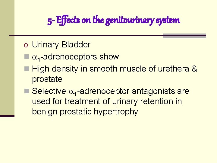 5 - Effects on the genitourinary system o Urinary Bladder n 1 -adrenoceptors show