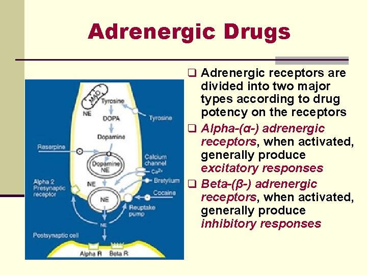 Adrenergic Drugs q Adrenergic receptors are divided into two major types according to drug