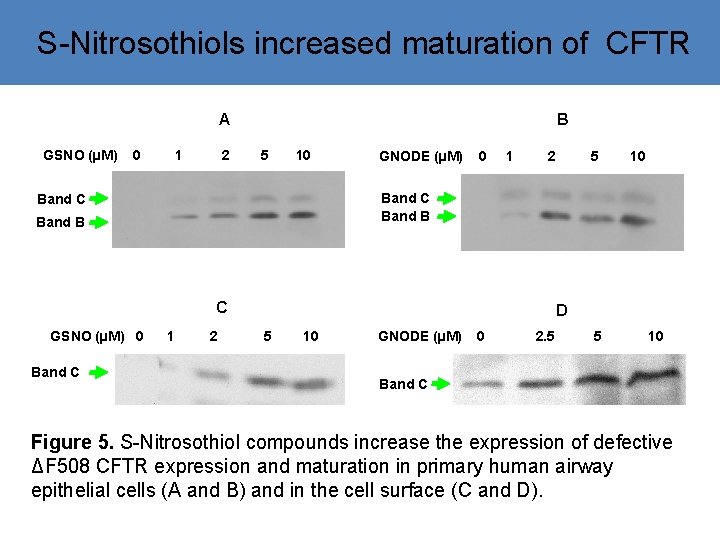 S-Nitrosothiols increased maturation of CFTR B A GSNO (µM) 0 1 2 5 10
