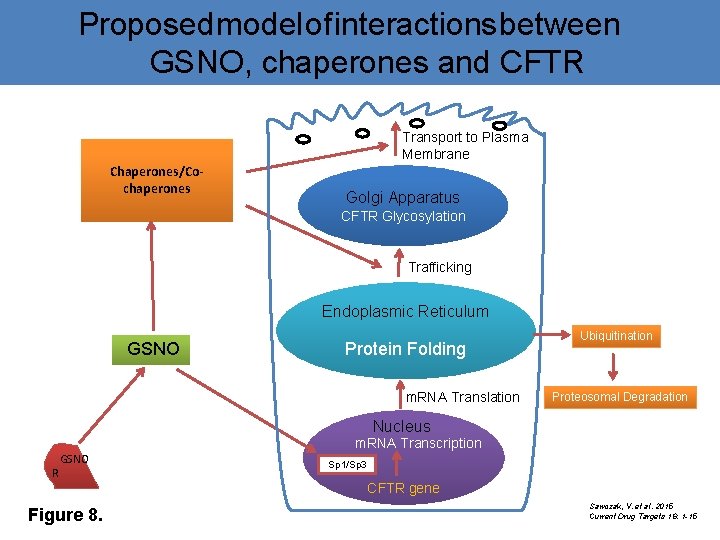 Proposed model of interactions between GSNO, chaperones and CFTR Transport to Plasma Membrane Chaperones/Cochaperones