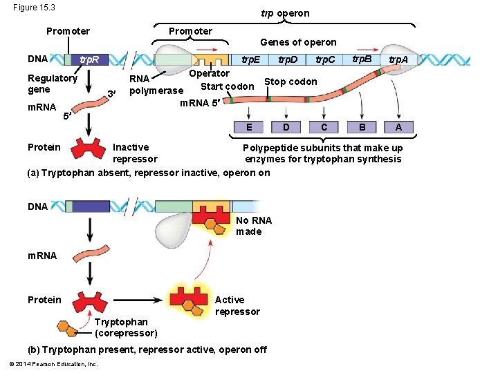 Figure 15. 3 trp operon Promoter DNA Genes of operon Regulatory gene m. RNA