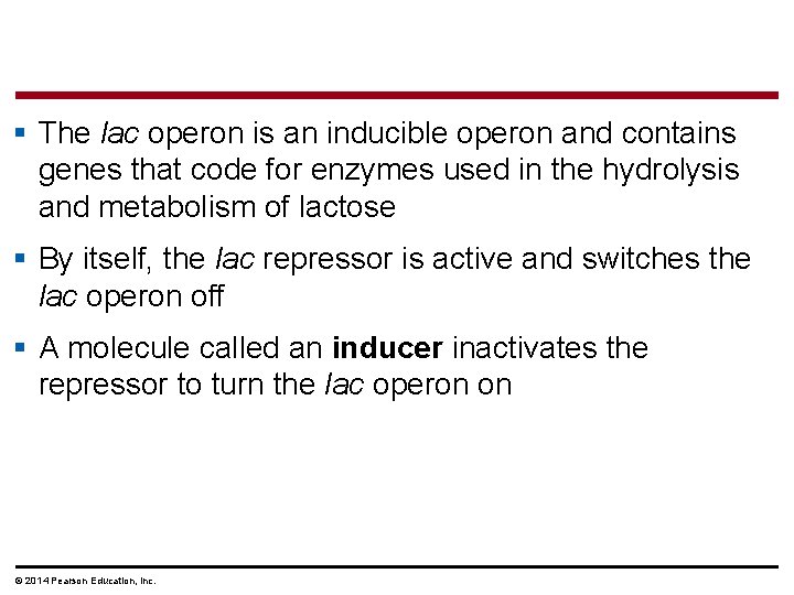 § The lac operon is an inducible operon and contains genes that code for