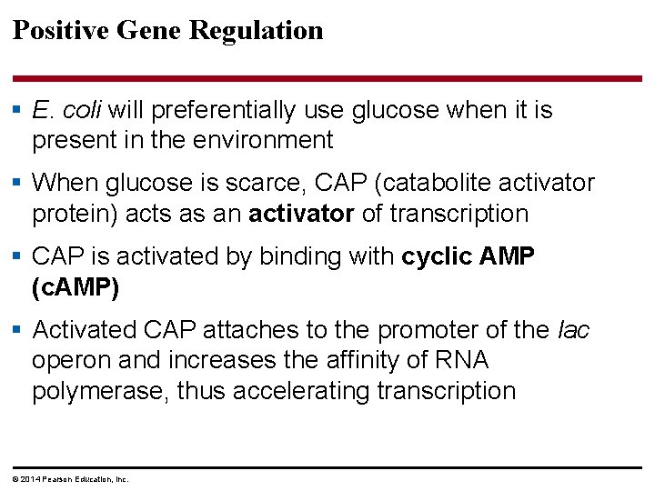 Positive Gene Regulation § E. coli will preferentially use glucose when it is present