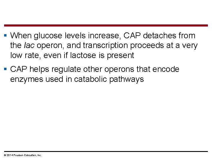 § When glucose levels increase, CAP detaches from the lac operon, and transcription proceeds