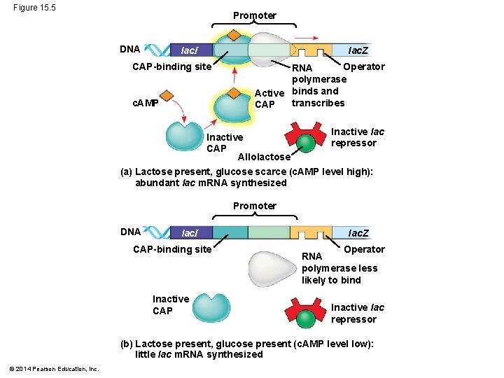 Figure 15. 5 Promoter DNA lac. I Iac. Z CAP-binding site c. AMP Operator