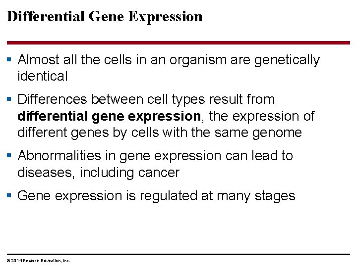 Differential Gene Expression § Almost all the cells in an organism are genetically identical
