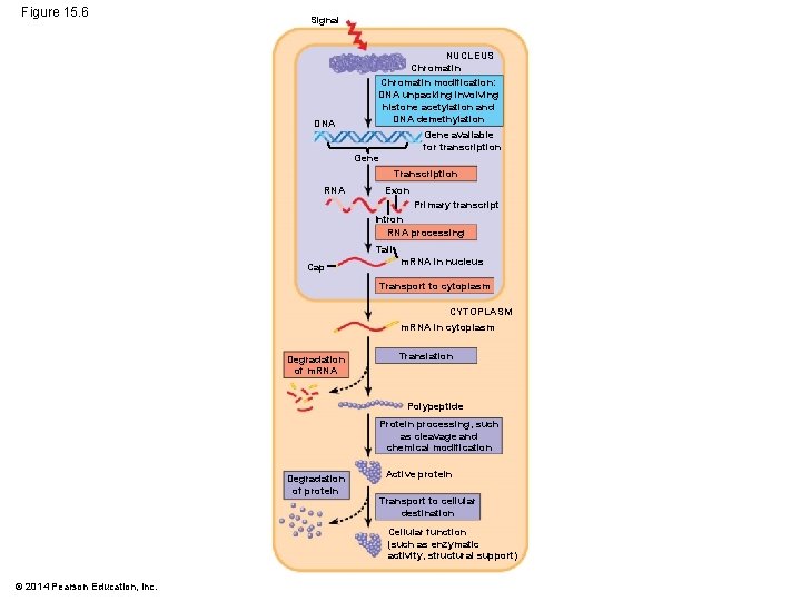 Figure 15. 6 Signal DNA NUCLEUS Chromatin modification: DNA unpacking involving histone acetylation and