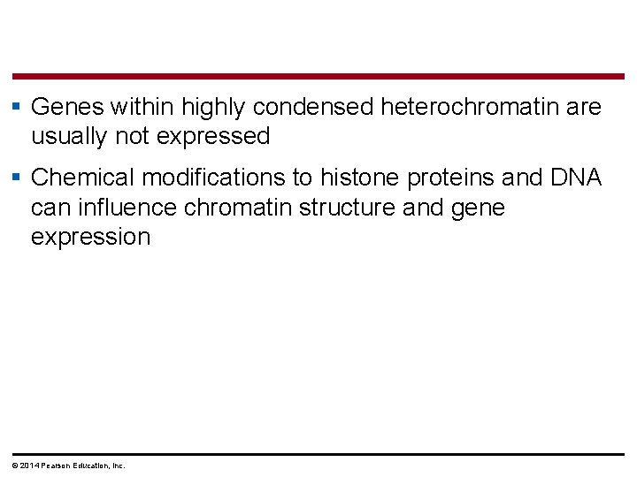 § Genes within highly condensed heterochromatin are usually not expressed § Chemical modifications to