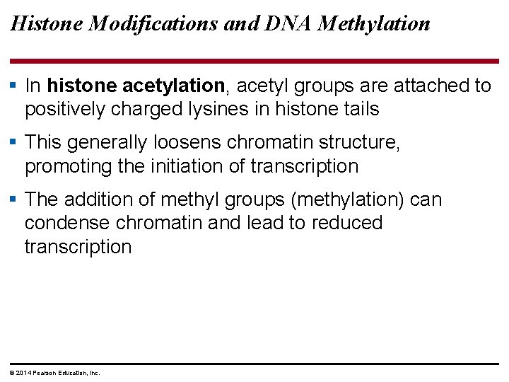 Histone Modifications and DNA Methylation § In histone acetylation, acetyl groups are attached to