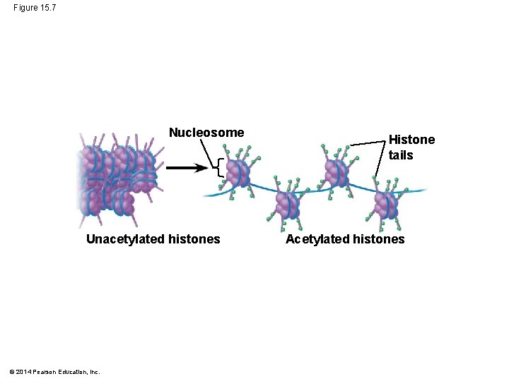 Figure 15. 7 Nucleosome Unacetylated histones © 2014 Pearson Education, Inc. Histone tails Acetylated