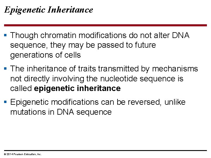 Epigenetic Inheritance § Though chromatin modifications do not alter DNA sequence, they may be