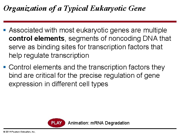Organization of a Typical Eukaryotic Gene § Associated with most eukaryotic genes are multiple