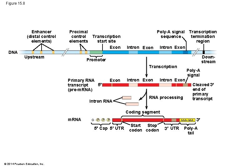 Figure 15. 8 Enhancer (distal control elements) DNA Proximal control Transcription start site elements