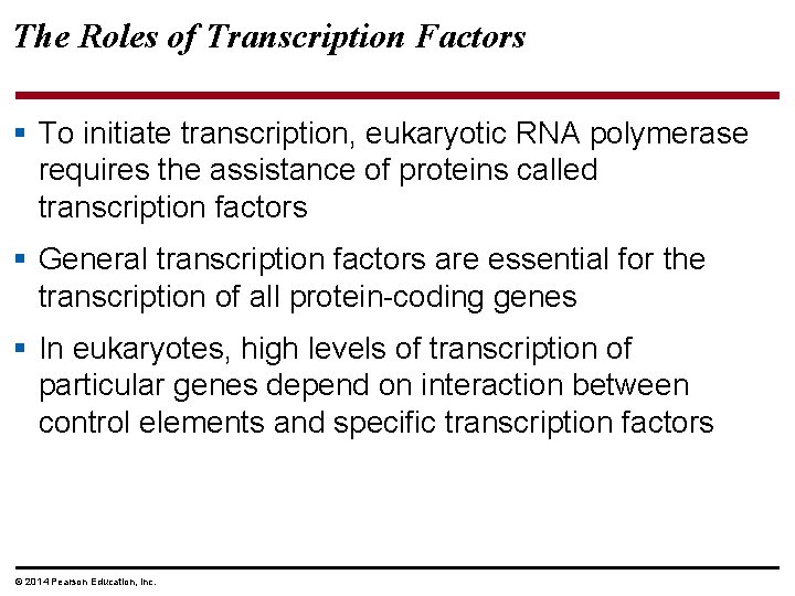 The Roles of Transcription Factors § To initiate transcription, eukaryotic RNA polymerase requires the