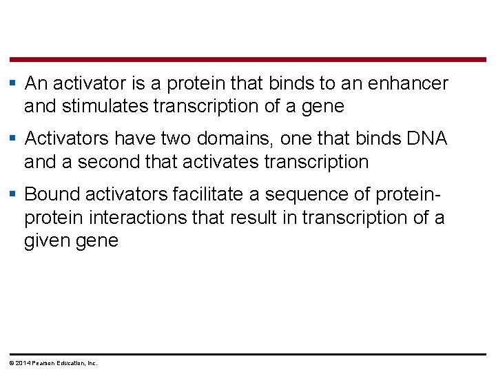 § An activator is a protein that binds to an enhancer and stimulates transcription