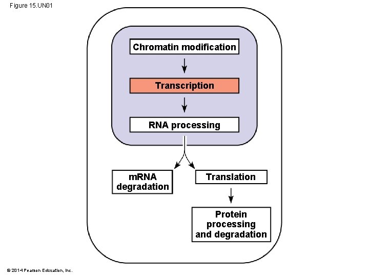 Figure 15. UN 01 Chromatin modification Transcription RNA processing m. RNA degradation Translation Protein