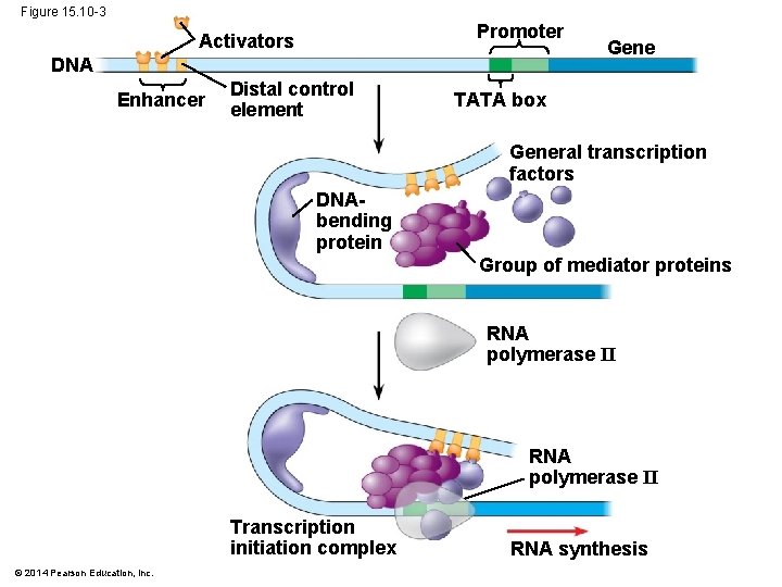 Figure 15. 10 -3 Promoter Activators DNA Enhancer Distal control element Gene TATA box