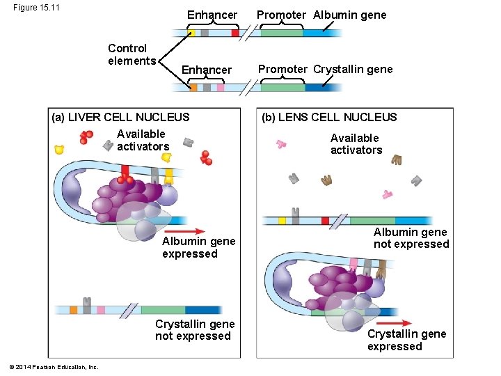 Figure 15. 11 Enhancer Control elements Enhancer (a) LIVER CELL NUCLEUS Available activators Albumin