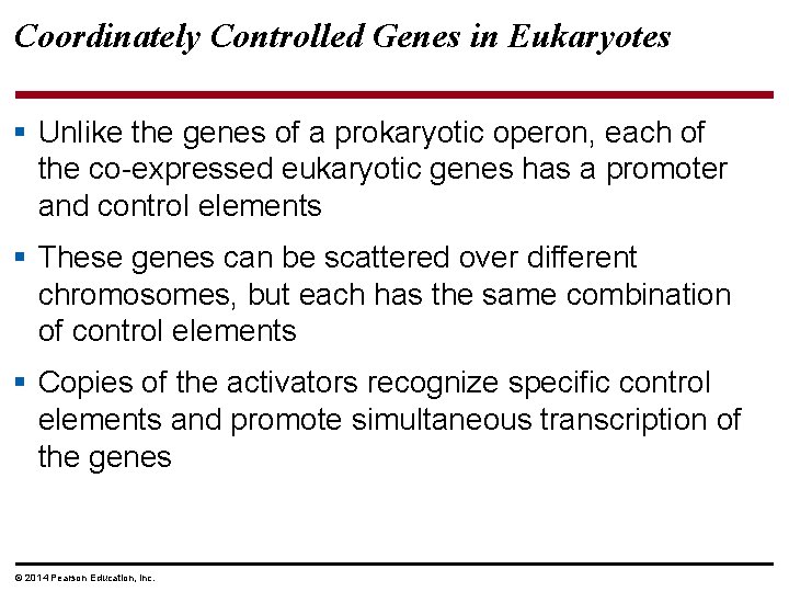 Coordinately Controlled Genes in Eukaryotes § Unlike the genes of a prokaryotic operon, each
