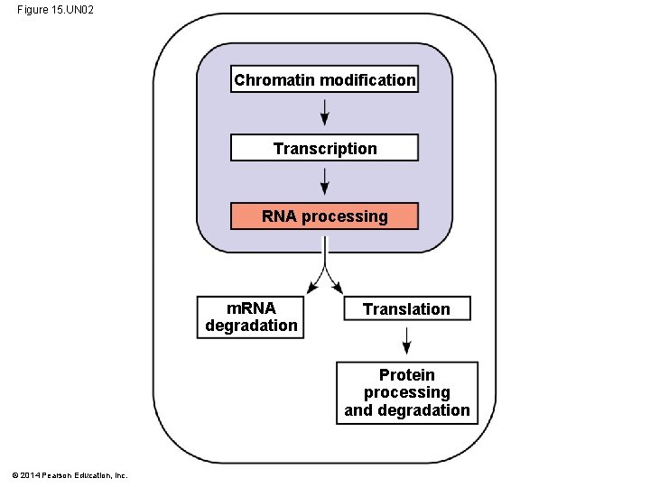 Figure 15. UN 02 Chromatin modification Transcription RNA processing m. RNA degradation Translation Protein